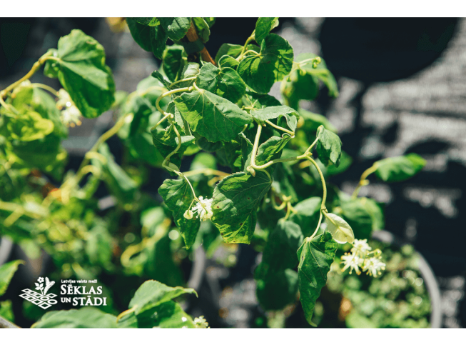 Tilia platyphyllos   'Tortuosa'